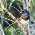 Meet the Towhee Birds Scratching up a Storm