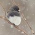 Meet the Snowbirds: 8 Cool Facts About Junco Birds