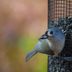 How to Choose Sunflower Seeds for Birds