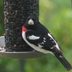 3 Types of Seeds and Feeders Birds Love Best