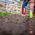 Easy Gardening: Save Time by Direct Sowing Seeds