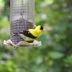 How to Attract More Goldfinches to Your Backyard