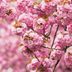 Top 6 Trees with Pink and White Flowers in Spring