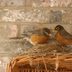 Get Ready for Baby Birds: Tips for Bird Nesting Season