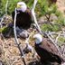 9 Different Types of Bird Nests and How to Spot Them