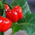 10 Best Peppers to Grow in Your Veggie Garden