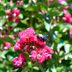 How to Prune and Care for a Crape Myrtle