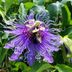 Maypop Passion Vine For Butterflies