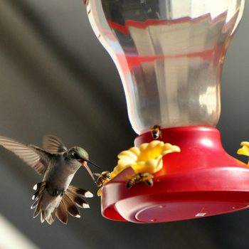 how to keep bees and wasps away from hummingbird feeders