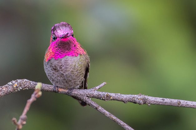 How to Attract Hummingbirds to Your Balcony