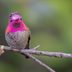 How to Attract Hummingbirds to Your Balcony