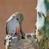 This Birder Found a Hummingbird Nest and What She Did Next Will Warm Your Heart