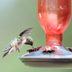 14 Questions About Hummingbird Feeders Answered by Experts