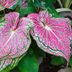 Grow Caladium Plants for Shade Garden Interest