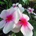 Add Annual Vinca Flower to Gardens and Containers