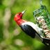 The Essential Guide to Rendering Suet for Birds