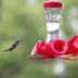 Keep Feeders Up for Late Migrating Fall Hummingbirds