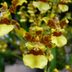 Growing Orchids: Oncidium, or Dancing Lady