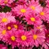 Top 10 Fall Blooming Perennials for Your Garden