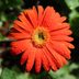 How to Grow Gerbera Daisies in Pots