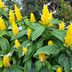 Golden Shrimp Plant Indoors and Out