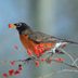 What's the Difference: European Robin vs American Robin