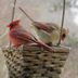 Do Northern Cardinals Mate for Life?