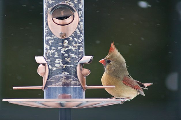 Ask the Experts: Do Birds Eat Wheat?