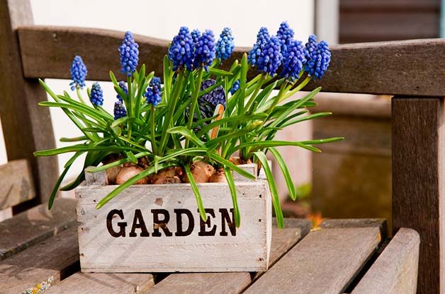 Jump-Start Spring by Forcing Bulbs Indoors