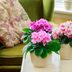 Top 10 Blooming Houseplants to Grow Indoors