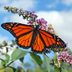 5 Basic Butterfly Behaviors to Know