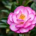 A Beginner's Guide to Growing a Camellia Bush