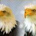 Beauty and the Beak: A Bald Eagle Rescue Story