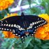 9 Butterfly Garden Flowers to Grow From Seeds