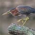 10 Egrets and Herons Found in North America