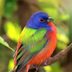 How to Identify a Painted Bunting