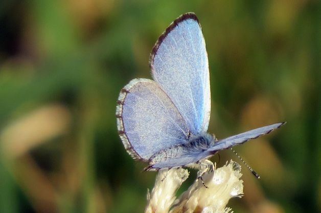 Tips for Attracting the First Spring Butterflies