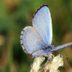 Tips for Attracting the First Spring Butterflies