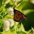 17 Blooming Bushes That Attract Butterflies