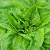 Start Lettuce From Seed in Recycled Containers