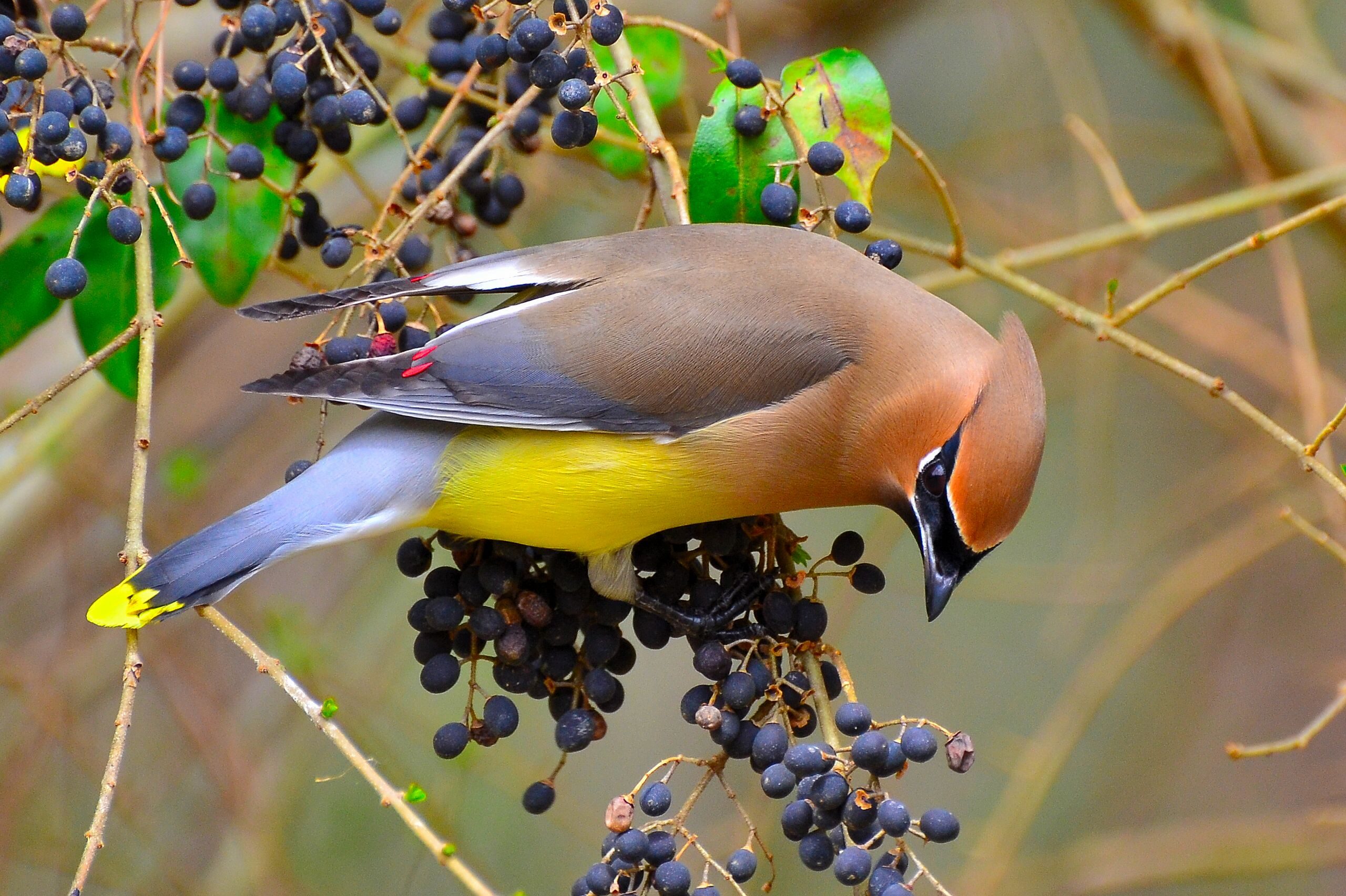 Cedar Waxwing Migration: Where Do Waxwings Go in Winter?