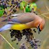 Cedar Waxwing Migration: Where Do Waxwings Go in Winter?