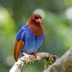 12 Birds You Can Only See in One Place on Earth