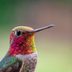 14 Proven Hummingbird Photography Tips