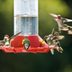 How to Clean Your Hummingbird Feeder