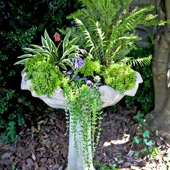 birdbath mini garden planter