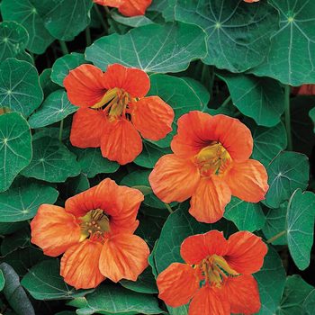 nasturtium edible flower plants