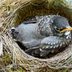 What to Do If You Find a Bird Nest With Eggs or a Baby Bird