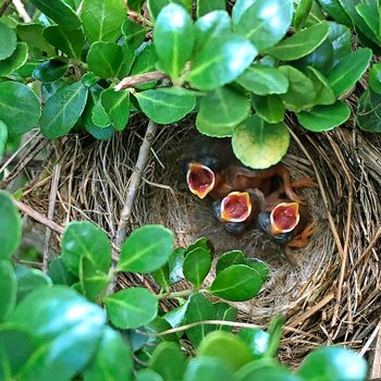 Hatchling robins in a nest