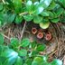 What is a Fledgling? See How a Baby Bird Grows Up